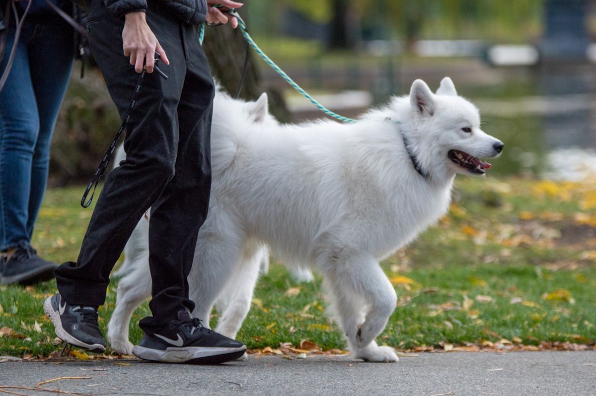 Persona paseando a su perro con correa en un parque