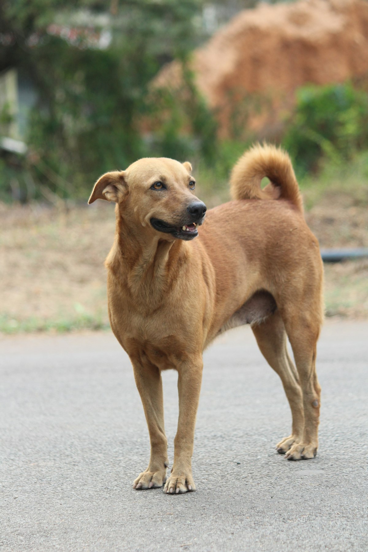 Perro callejero parado solo en medio de una calle